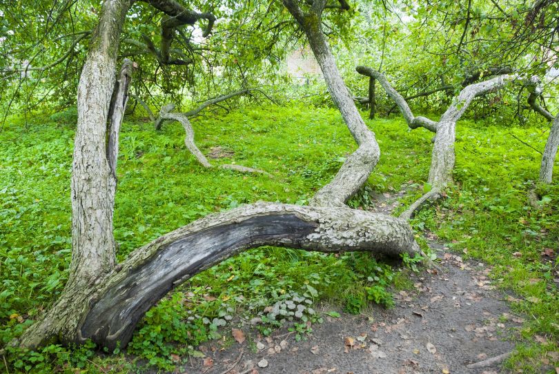 Apple tree bush