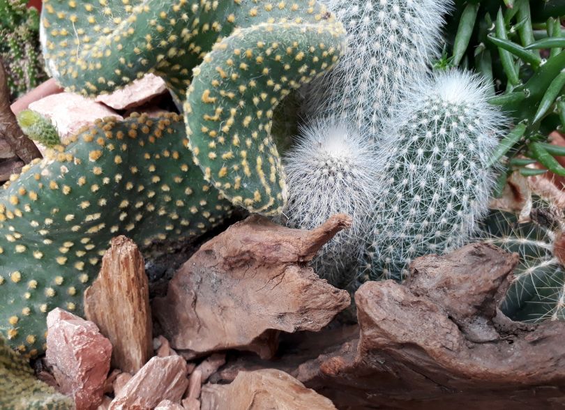 cacti