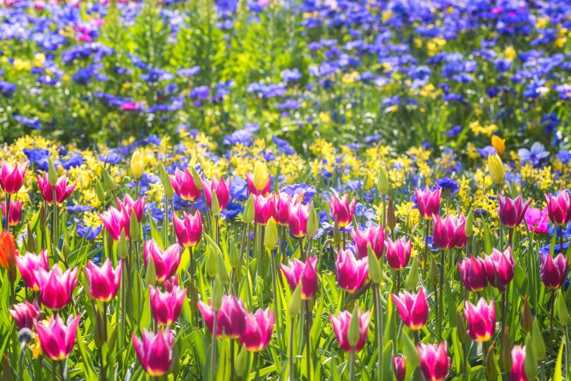 tulips