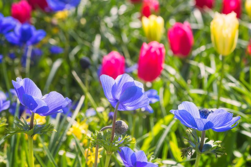 Flower Expo 