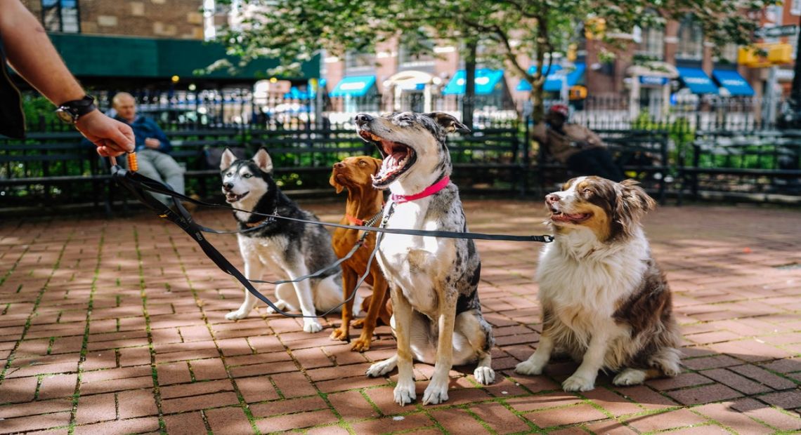 How to Care for Pets in Summer