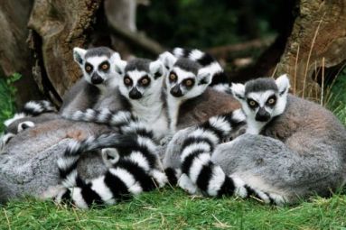 Best Zoos in Ukraine