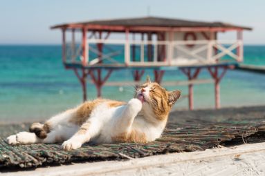 5 Purest Beaches of Odessa Region