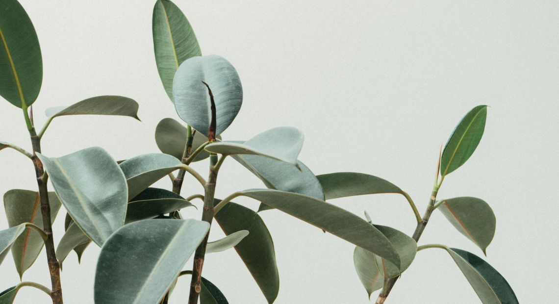 Close up shot of plants