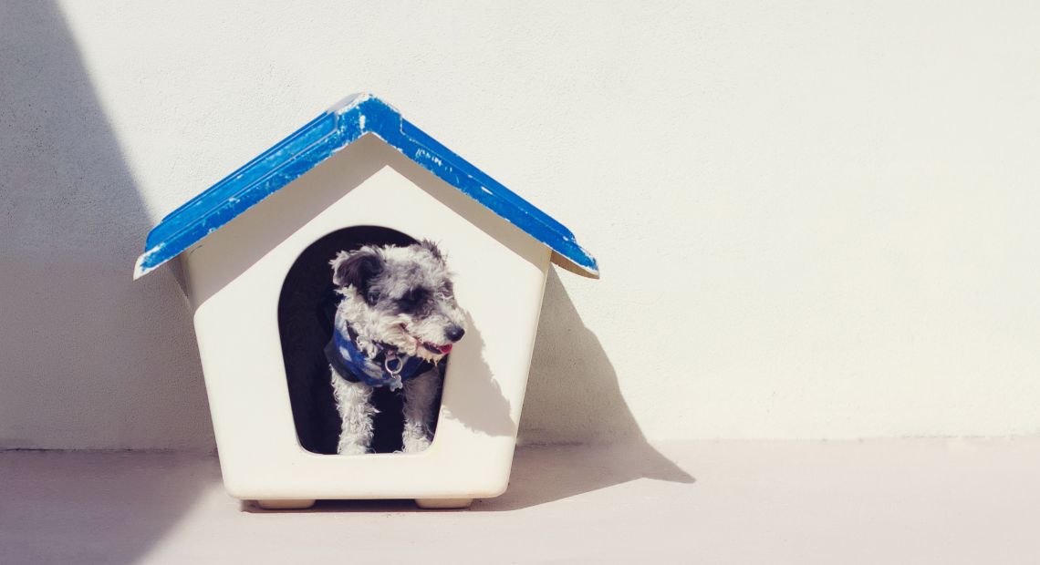 Dog in a kennel