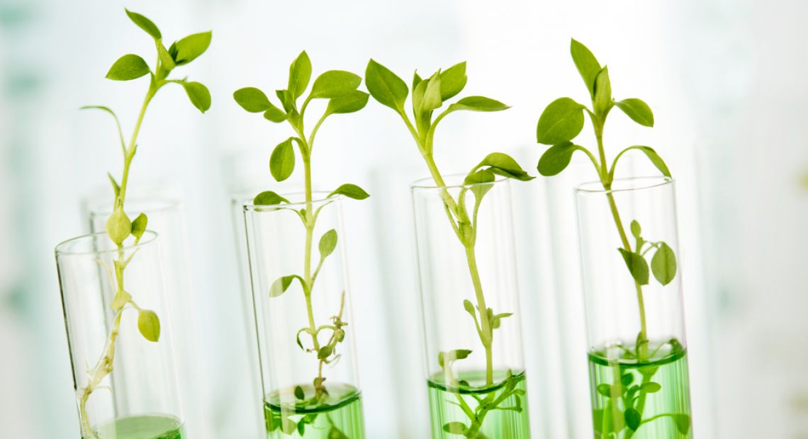 Plants