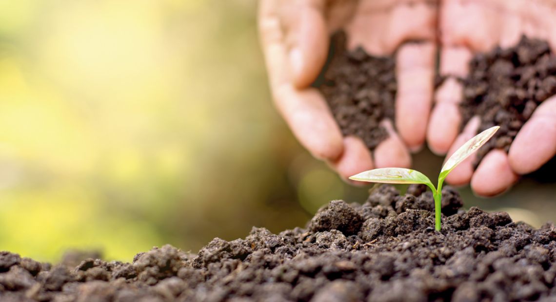 Planting