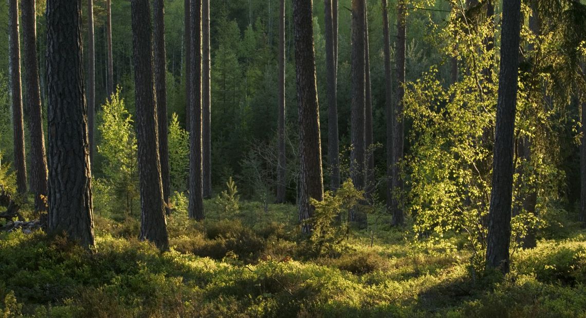 deep green woods