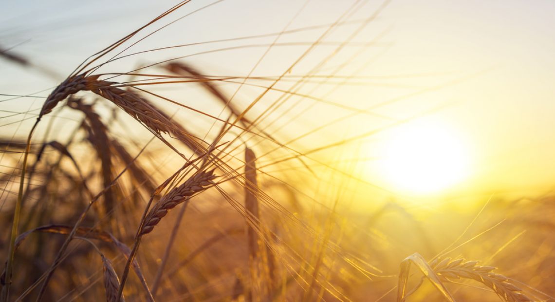 Agrolocomotive of Ukraine: Talking Analytics