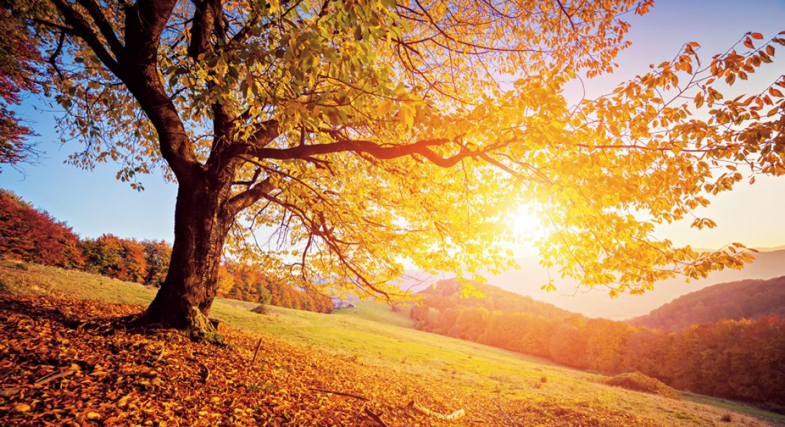Autumn tree