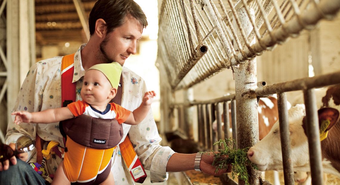 Man with a baby feeding the cow