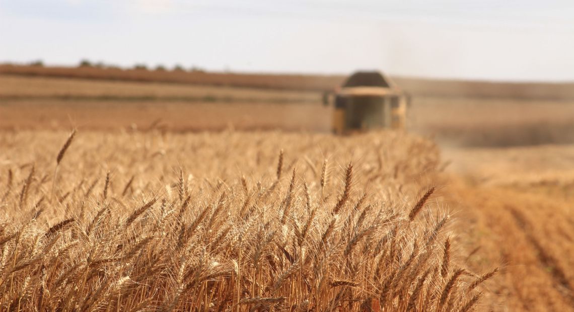 Wheat field in summer