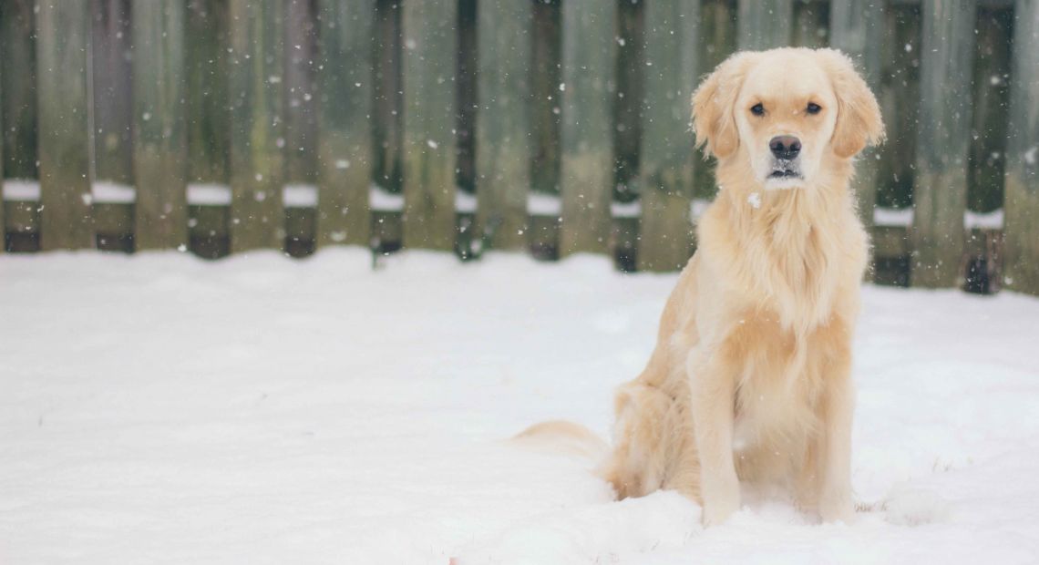 Dog sitting in snow