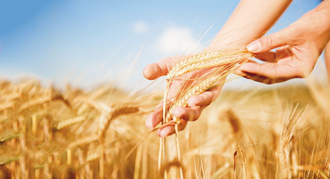 wheat
