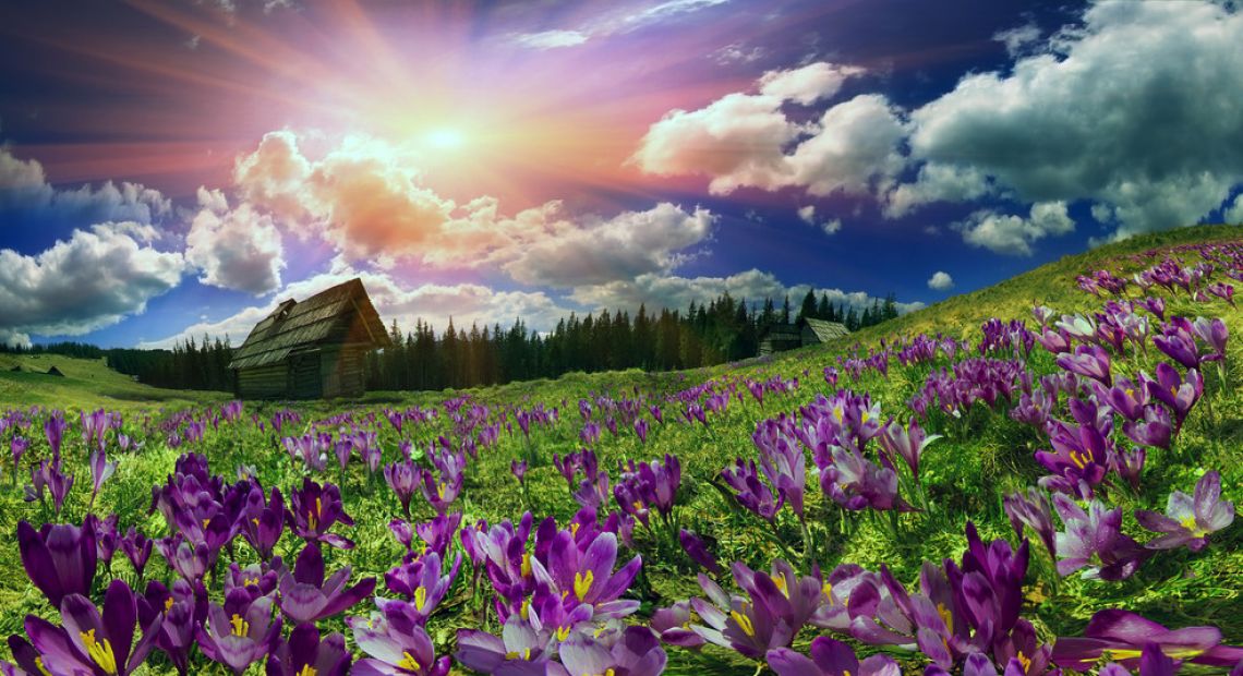 spring flowers