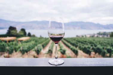 A Glass of wine on the background of wine yard