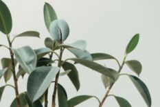 Close up shot of plants