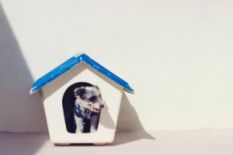 Dog in a kennel