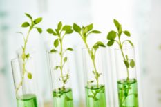 Plants