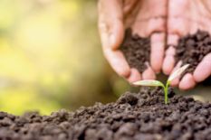 Planting