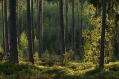 deep green woods