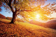 Autumn tree