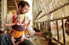 Man with a baby feeding the cow