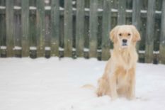 Dog sitting in snow