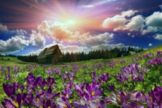 spring flowers