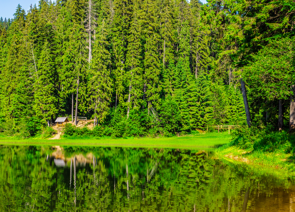 Huge forest and camping site