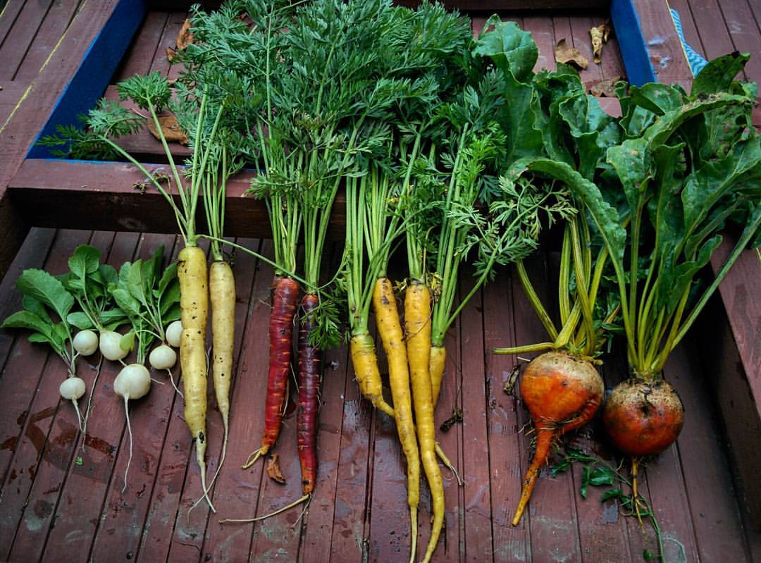 fresh carrot