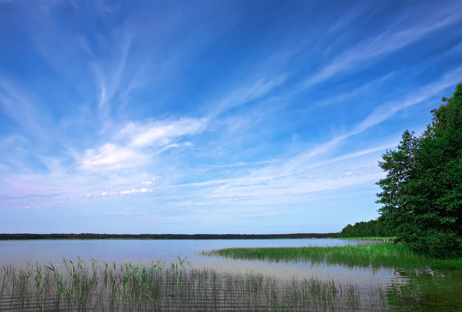 large lake with green cane