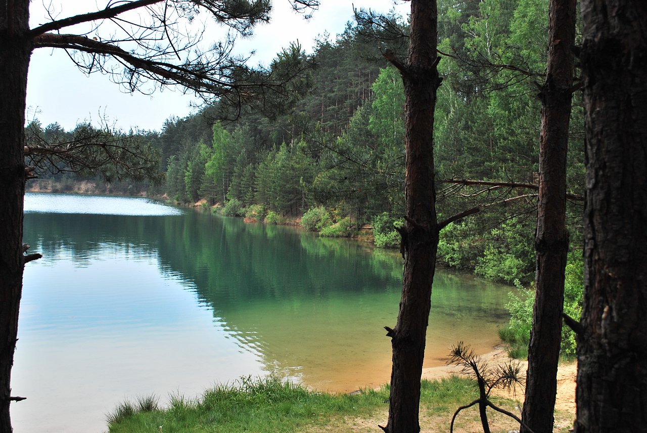 bank of lake in spruce forest