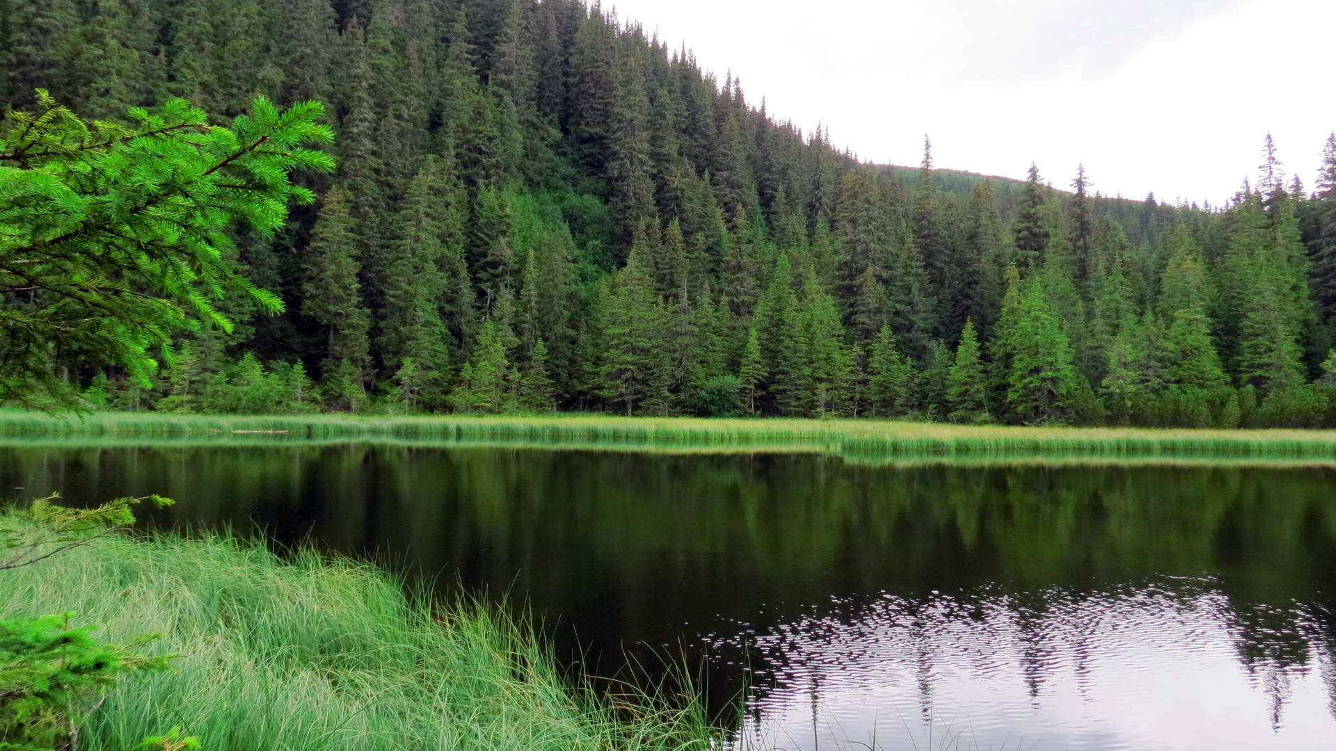 lake in deep forest