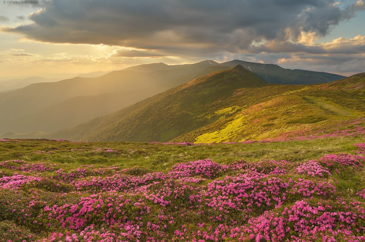 Beautiful meadows