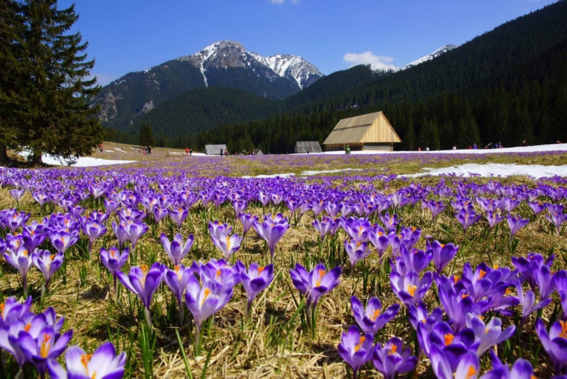 Crocus field in the Carpathians