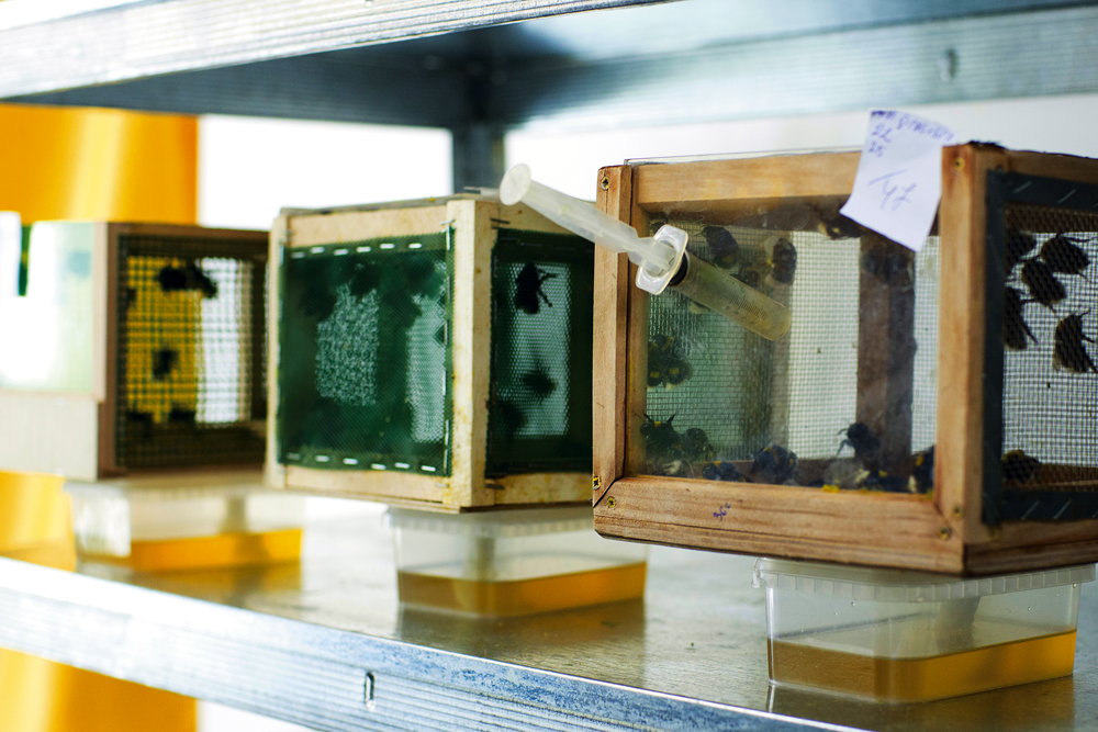 bees