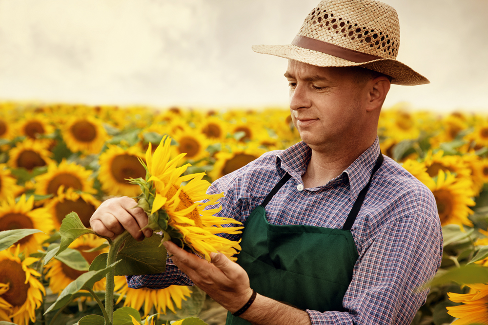 sunflowers field