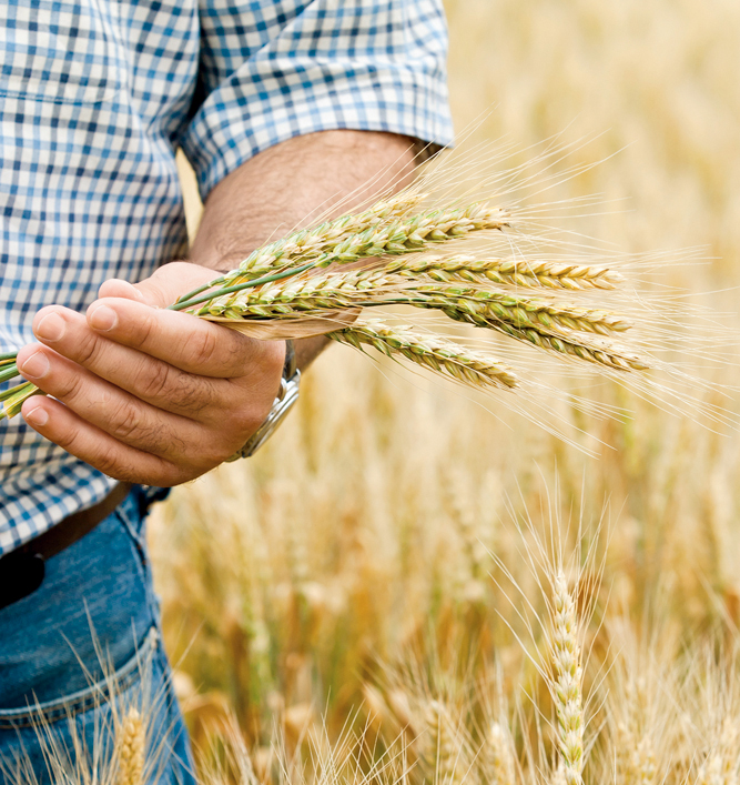 agriculture