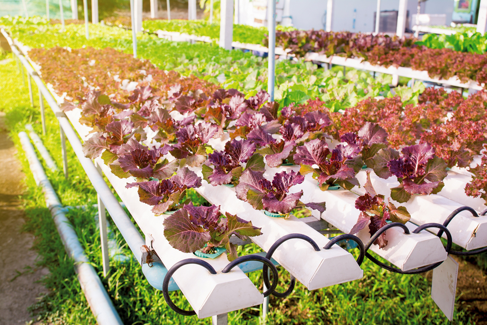 planting
