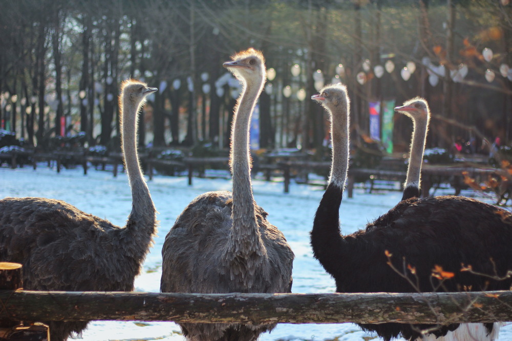 ostrich