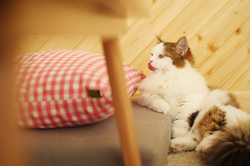catcafe