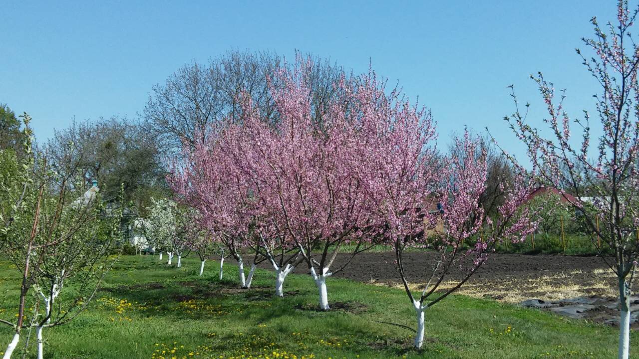 fruit trees