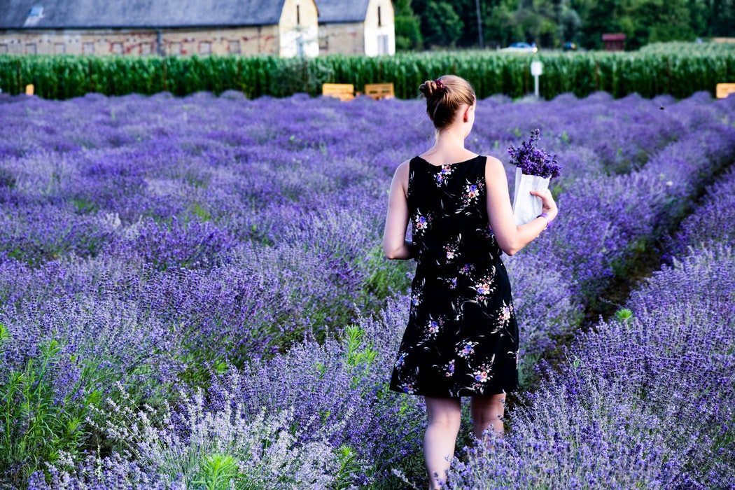 lavender