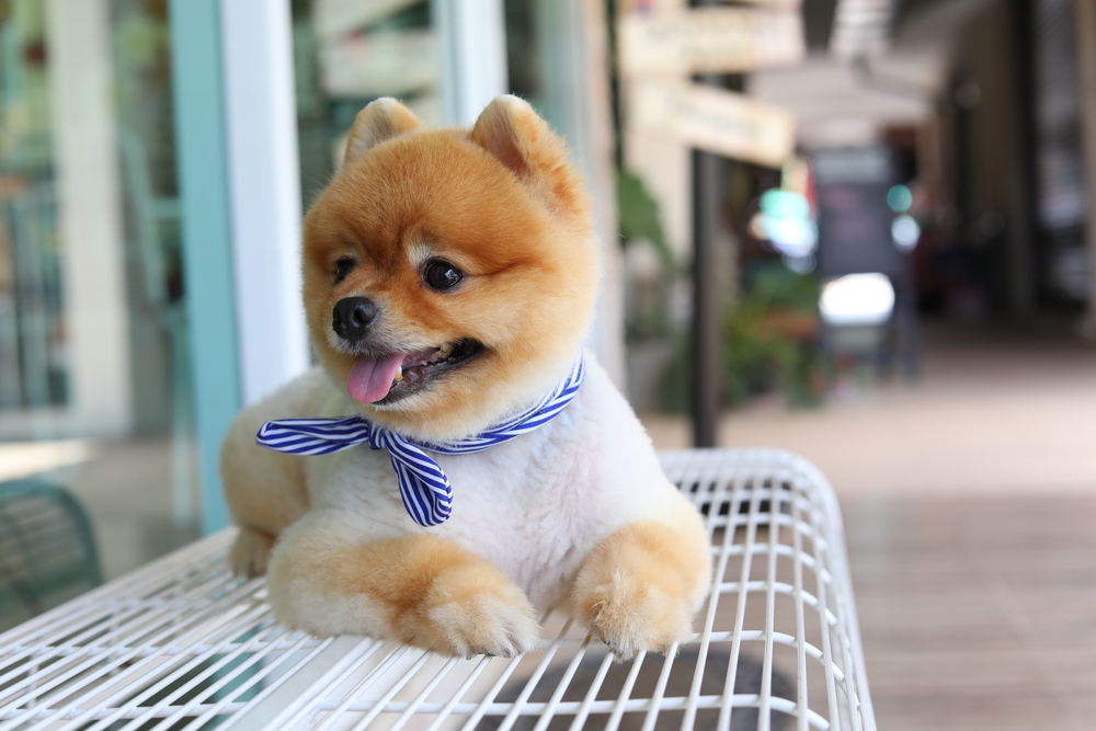 shutterstock 702094837