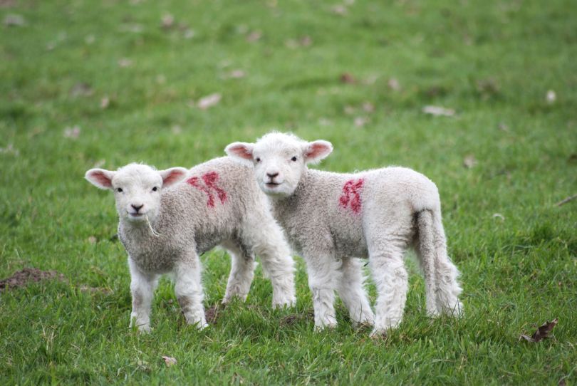 Sheep