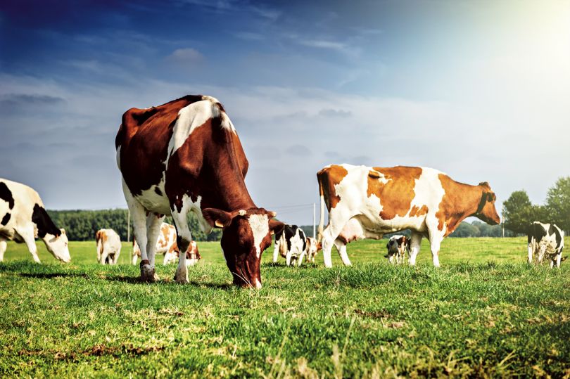 cows