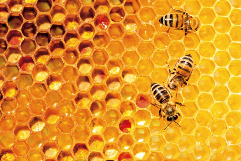 bees