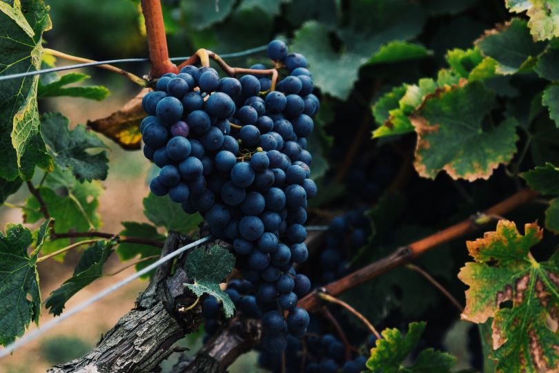 grapes growing on tree