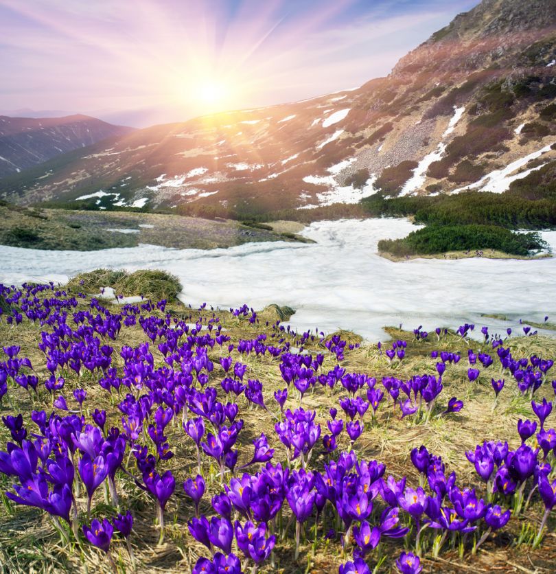 flowers in mountains